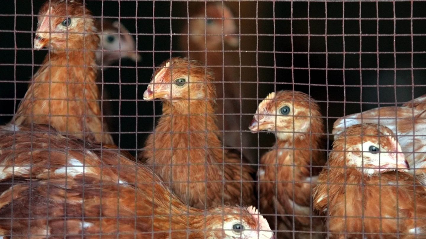 Çinde kuş gribinin H3N8 türüne ilk kez bir insanda rastlandı | Euronews