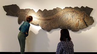 صورة من الارشيف- أنثى إكثيوصور من العصر الجوراسي السفلي (حوالي 184 مليون سنة) معروضة خلال حدث إعلامي في كريستيز بلندن.