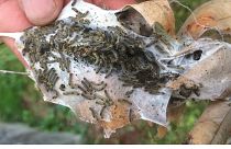 Toxic brown-tail moth caterpillars cluster in clumps