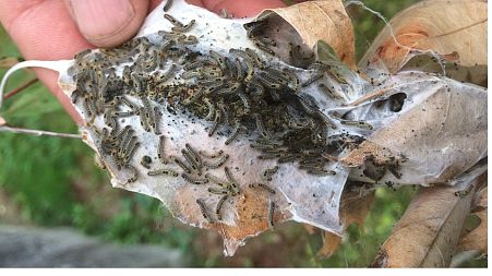 Toxic brown-tail moth caterpillars cluster in clumps