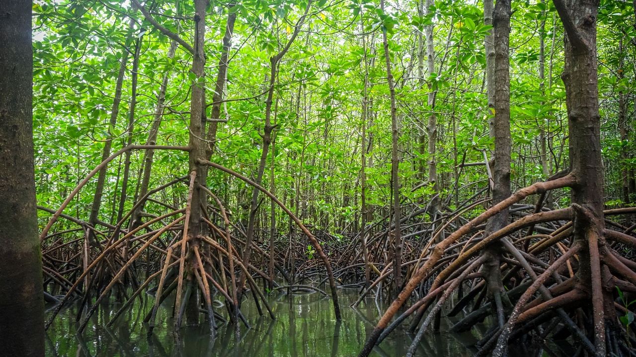 egypt-mangrove