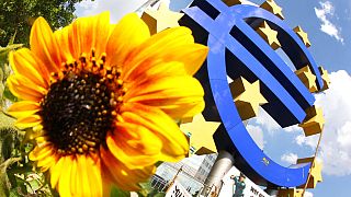 Napraforgó virágzik Frakfurtban, az euróról készült szobor mellett