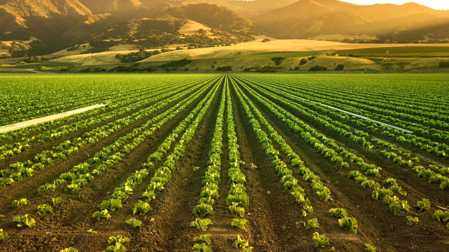 Urine spread on crops yielded good results according to the chamber of agriculture in France.