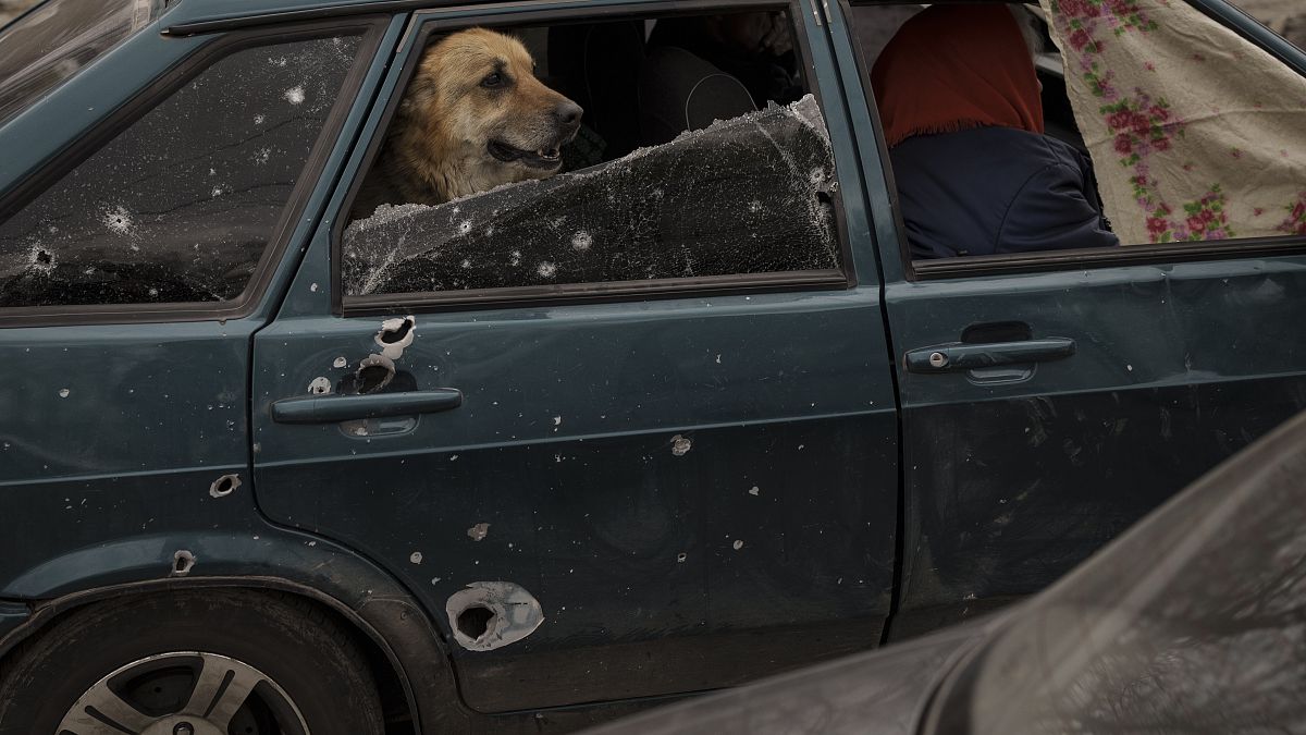 A dog rides in the back of a car as people fleeing the village of Ruska Lozova arrive at a screening point in Kharkiv, Ukraine.