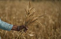 Индийская пшеница
