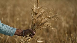 Une femme récolte du blé dans la banlieue de Jammu, en Inde, le jeudi 28 avril 2022.