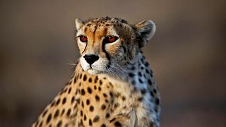 Koushki; male Asiatic Cheetah