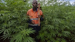 Malawi : le tabac supplanté par le cannabis ?