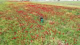 Flowers bloom in war-torn Syria's battered province of Idlib.