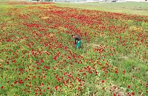 Flowers bloom in war-torn Syria's battered province of Idlib.