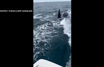 الحوت مطارداً القارب