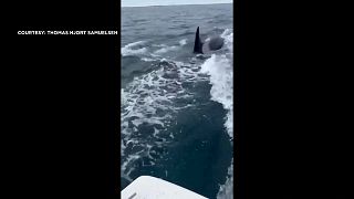 الحوت مطارداً القارب 