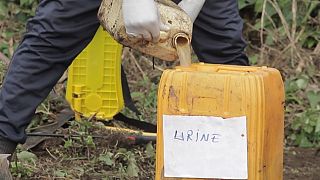 RDC : l'urine humaine comme engrais pour les champs
