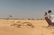 Carcasas de ganado en el pueblo de Hargududo, región Somalí, Etiopía