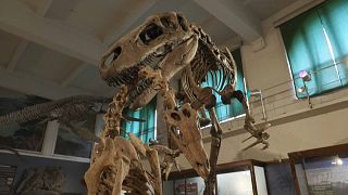 Esqueleto de un dinosaurio en el Museo de Ciencias Naturales de Buenos Aires