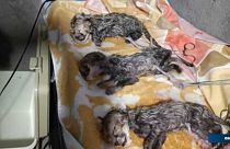 تولد سه توله یوزپلنگ ایرانی