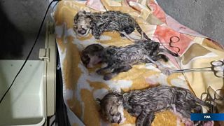 تولد سه توله یوزپلنگ ایرانی 