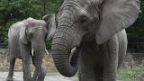 Elephants at a European zoo in 2020. A report from wildlife charity Born Free says the animals suffer in captivity and calls on all zoos to become elephant-free.
