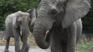 Elephants at a European zoo in 2020. A report from wildlife charity Born Free says the animals suffer in captivity and calls on all zoos to become elephant-free.