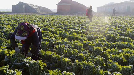Farmers work on cabbage at the Songsin Vegetable Cooperative Farm in Sadong district of Pyongyang.