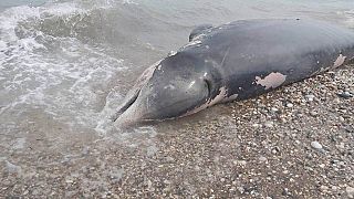 Η νεκρή ραμφοφάλαινα στην παραλία Κρεμαστή της Ρόδου