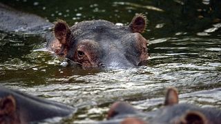 Humans and hippos, learning to live together in the DRC