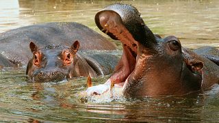 RDC : humains et hippopotames, une cohabitation conflictuelle