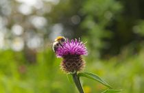Creare un habitat favorevole ad api e altri impollinatori è l'obiettivo dell'irlandese All-Ireland Pollinators Plan