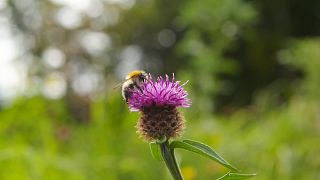 Creare un habitat favorevole ad api e altri impollinatori è l'obiettivo dell'irlandese All-Ireland Pollinators Plan