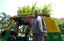 Mahendra Kumar is the man behind the garden