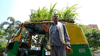 Mahendra Kumar is the man behind the garden
