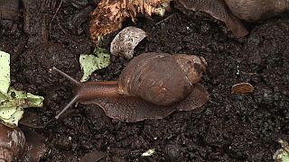 Les agriculteurs kényans adoptent l’exploitation d’escargots géants