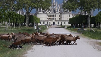 Solognote sheeps walk to a meadow in front of the Chateau de Chambord on May 6, 2022 in Chambord, Central France.