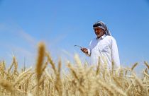 Irakischer Landwirt bei der Weizenernte in der zentralen Provinz Diwaniya (26. April 2022)