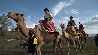 Safari company in Kenya offers trips on camels