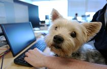 "The tolerance for pets (at work) during the pandemic has increased," Tungsten Collaborative president Bill Dicke said.