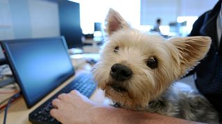 "The tolerance for pets (at work) during the pandemic has increased," Tungsten Collaborative president Bill Dicke said. 