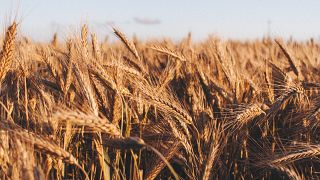 Antes de la guerra, Ucrania exportaba hasta 6 millones de toneladas de cereales al mes