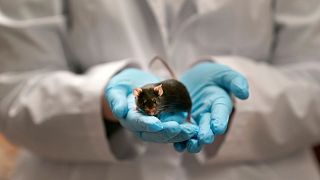 تحقیقات علمی روی موش‌ها