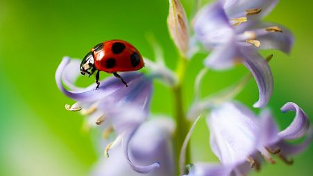 A ladybug on a flower. 