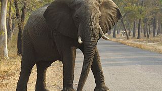 60 Zimbabweans killed by elephants this year