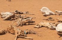 Carcaças de animais na Etiópia