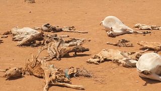 Carcaças de animais na Etiópia