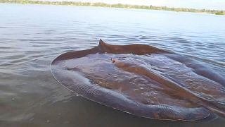 Giant endangered stingray released into Mekong River in Cambodia