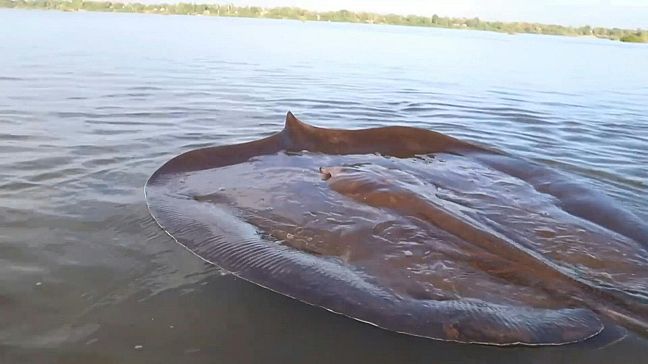 VIDEO : Giant endangered stingray released into Mekong River in ...