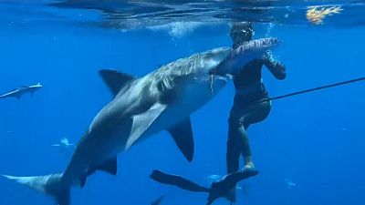 Plongée avec des requins en Floride