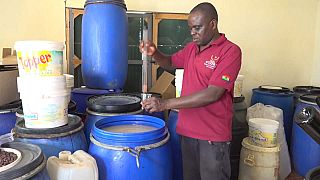 A Ghanaian company makes wine from cocoa