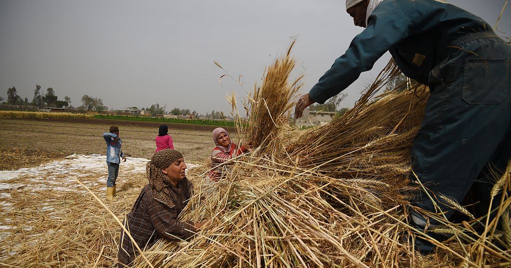 Egyptian farmers harvest their wheat amid a global food crisis