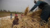 L'Égypte entame sa récolte de blé