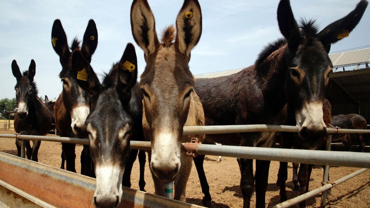 Demand for the Chinese traditional medicine"ejiao" has greatly depleted donkey populations in China and pushed buyers to source skins abroad.